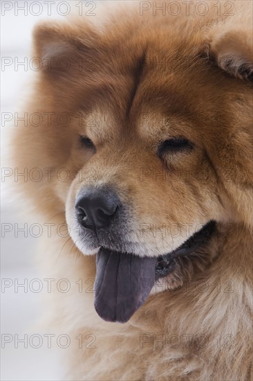 Close up of chow dog