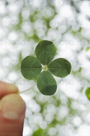 Close up of four leaf clover