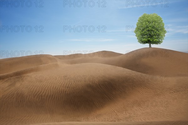Tree growing in desert sand dunes