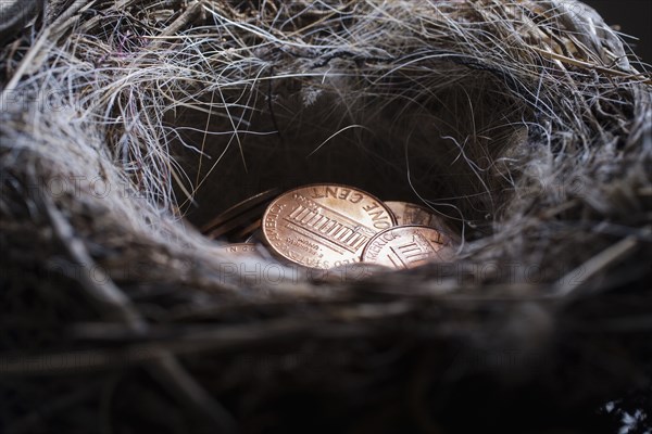 Pile of pennies in nest