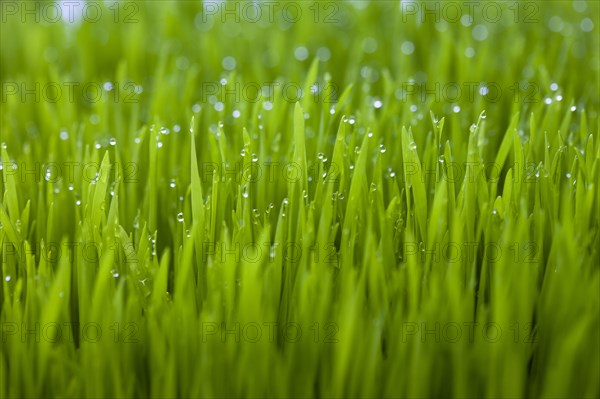 Close up of dew droplets on grass