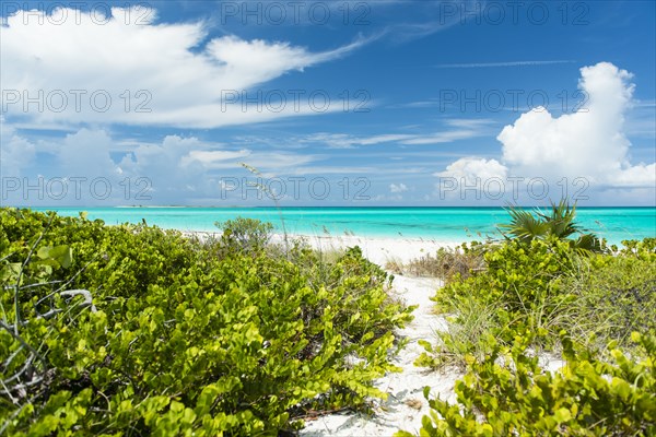 Path through shrubs to beach