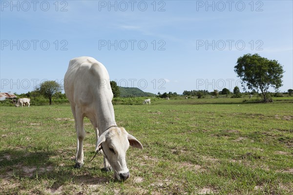 Cow grazing in field