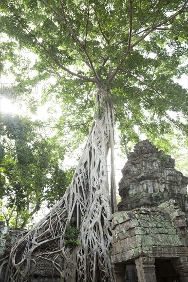 Ruins in Ta Prohm temple