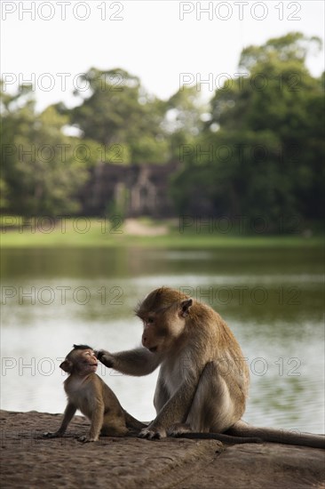 Monkeys sitting near river