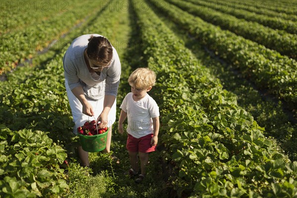 Mother and son picking strawberries in field