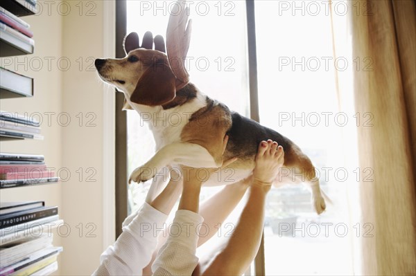 Caucasian woman playing with dog in reindeer horns