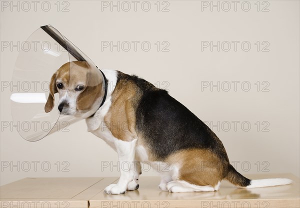 Sad dog wearing medical cone