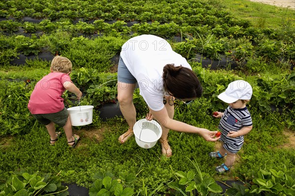 Caucasian mother and sons picking strawberries