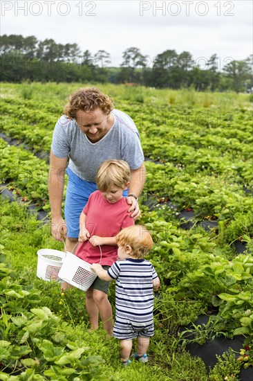 Caucasian father and sons picking strawberries