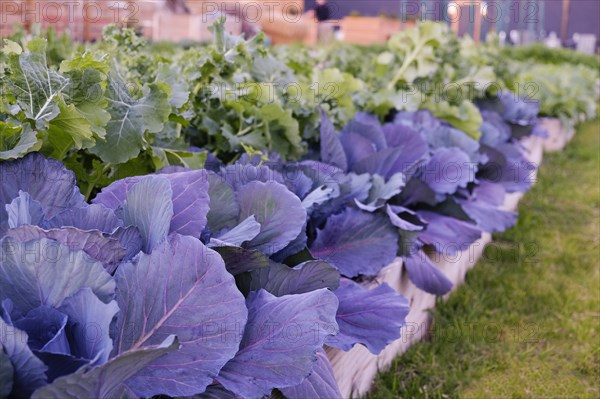 Green and purple leafy vegetables in garden