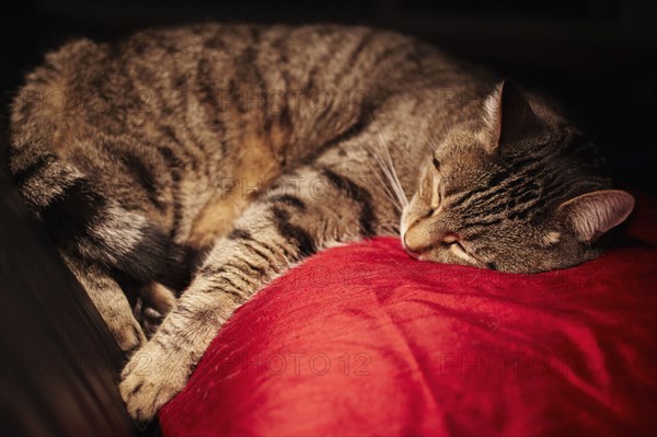 Cat sleeping on pillow