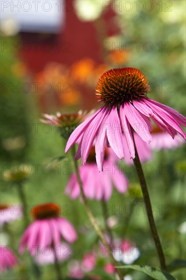 Close up of pink flowers