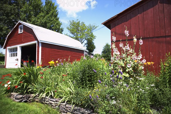 Flowerbeds growing outside barns