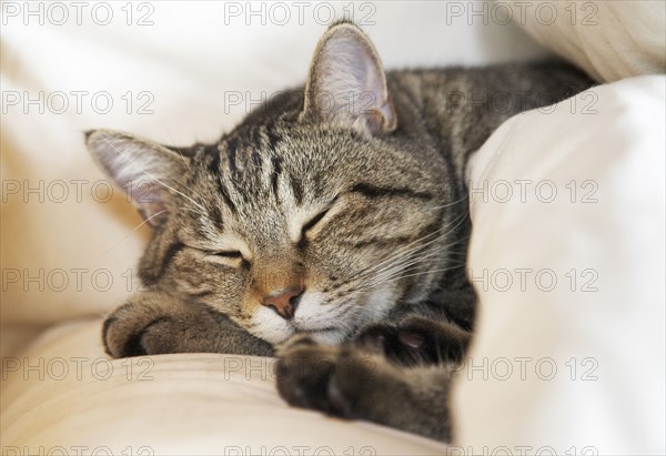 Cat sleeping on bed