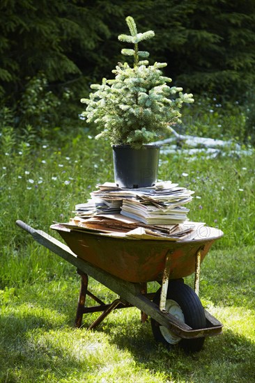 Tree and books in wheelbarrow in backyard