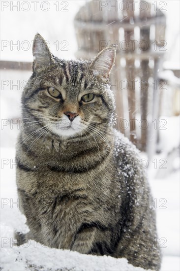 Cat sitting outside in snow