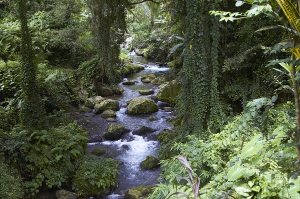 River flowing through lush forest