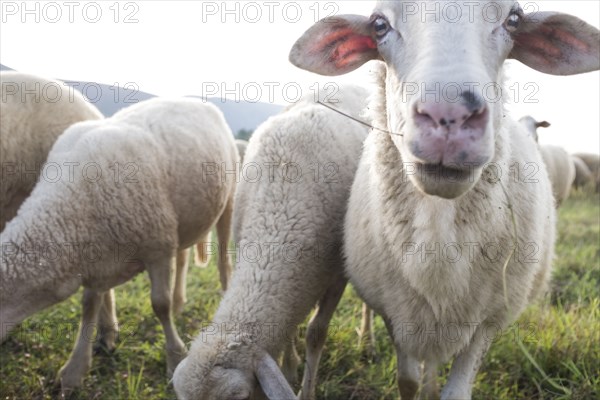 Flock of sheep grazing in field