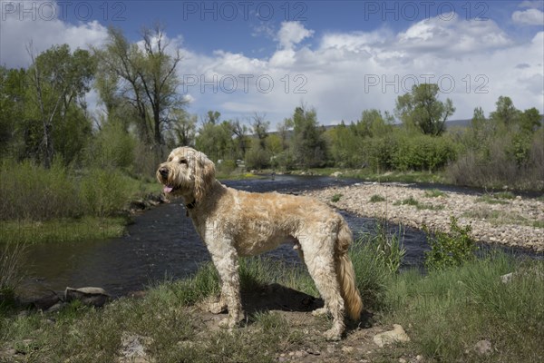 Dog exploring hilltop over remote river