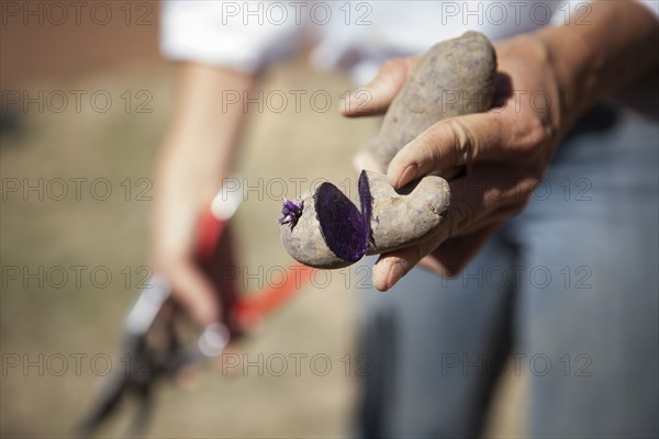 Caucasian woman holding vegetable sliced in garden