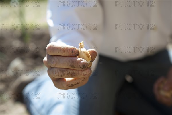 Caucasian woman holding vegetable in garden