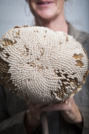 Caucasian woman holding dried sunflower with seeds