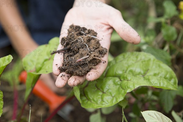 Caucasian gardener holding clump of dirt