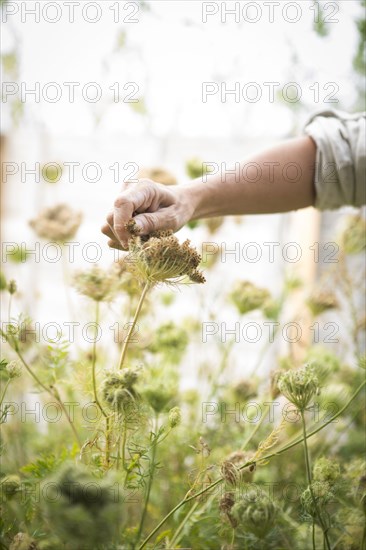 Caucasian woman harvesting flower seeds in garden