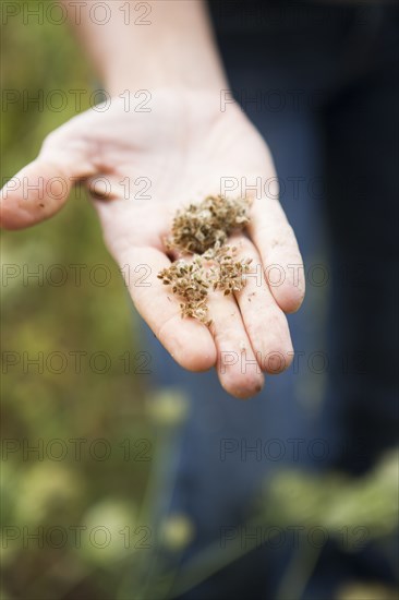 Caucasian woman holding flower seeds in garden