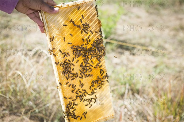 Close up of beekeeper holding hive in garden