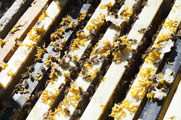 Close up of bees working on beehive