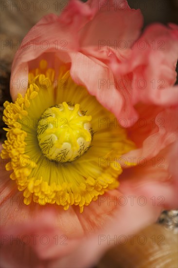 Close up of flower center and petals