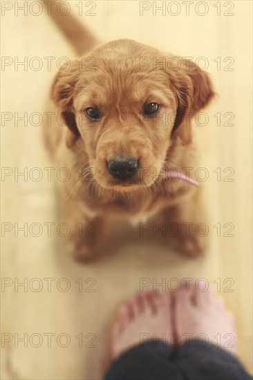 Caucasian girl standing with obedient puppy