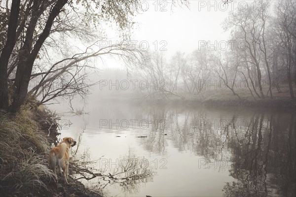 Dog exploring misty rural lake