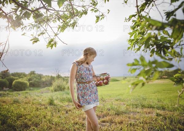 Caucasian girl picking fruit in orchard