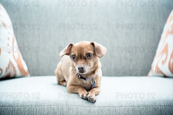 Close up of dog sitting on sofa