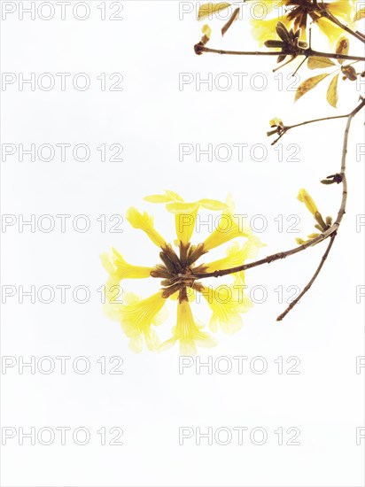 Close up of flowers blooming on branches