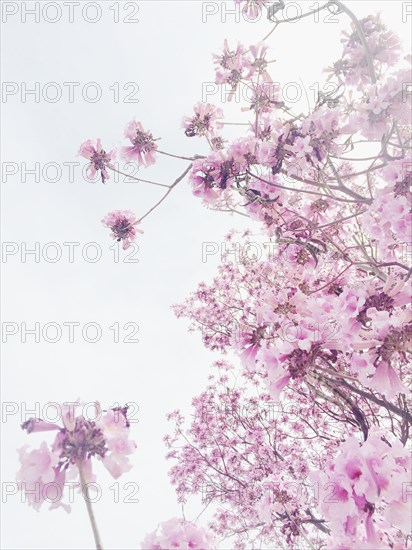 Low angle view of flowering cherry tree