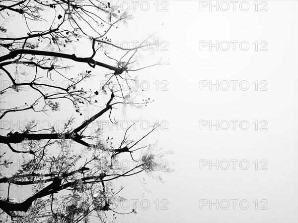 Low angle view of flowering tree branches