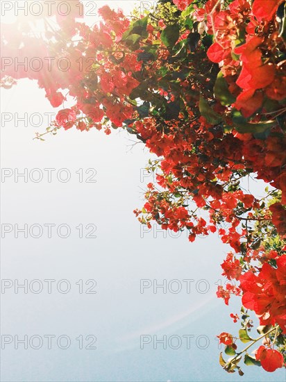 Low angle view of flowering tree branches