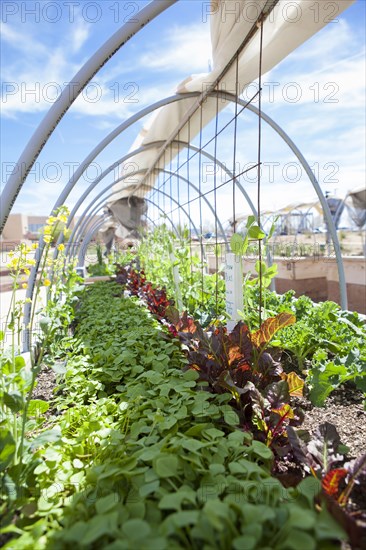 Plants growing in garden beds