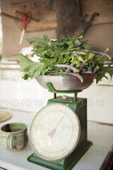 Fresh greens weighing on scale