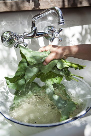 Hand washing fresh greens in outdoor sink