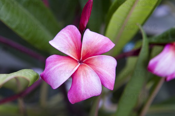 Close up of blooming flower