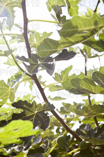 Low angle view of leaves on tree branches