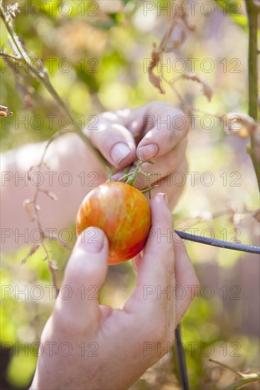 Close up of mixed race farmer examining tomato in garden