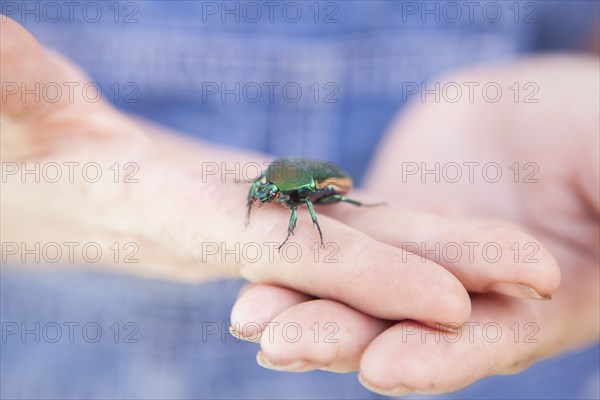 Close up of mixed race woman holding beetle