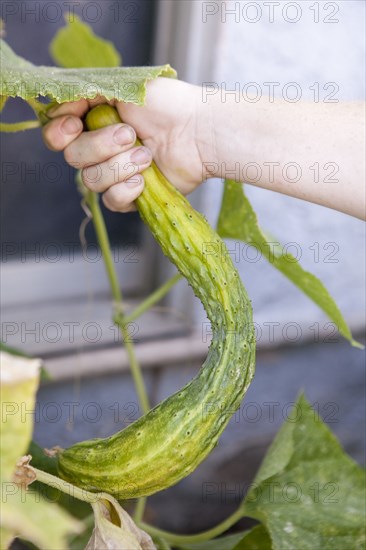 Mixed race farmer examining cucumber plants in garden