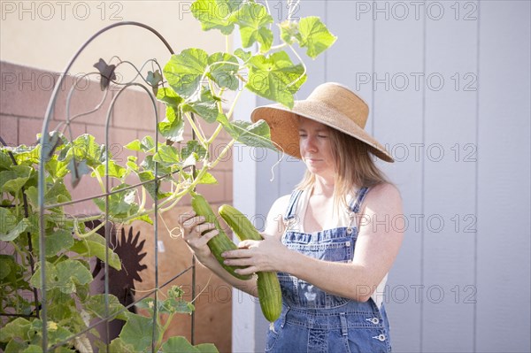 Mixed race farmer gathering cucumber in garden